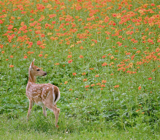 White-tailed deer Fawn