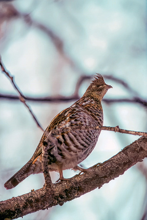 Grouse on Branch