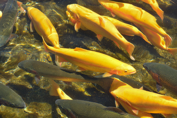 GoldenTrout_jc-2