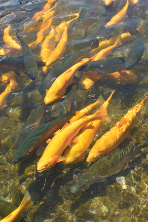 GoldenTrout_jc-3