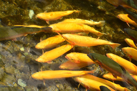 GoldenTrout_jc-9