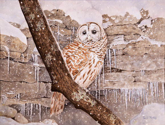 Jan - Barred Owl