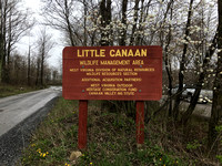 Little Canaan WMA