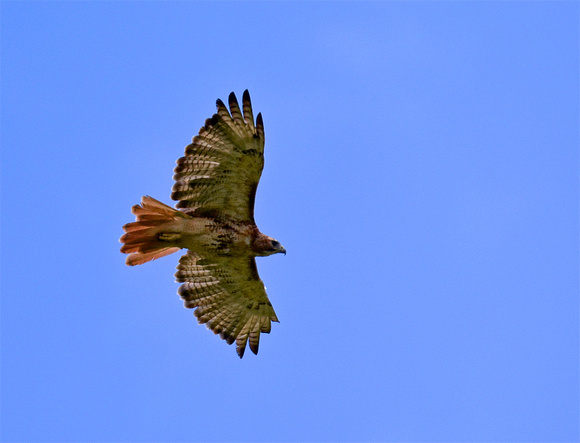Moncove Red-Tail