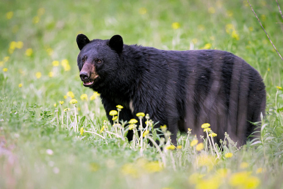 black_bear_spring