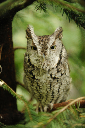 WV Wildlife Center Screech Owl
