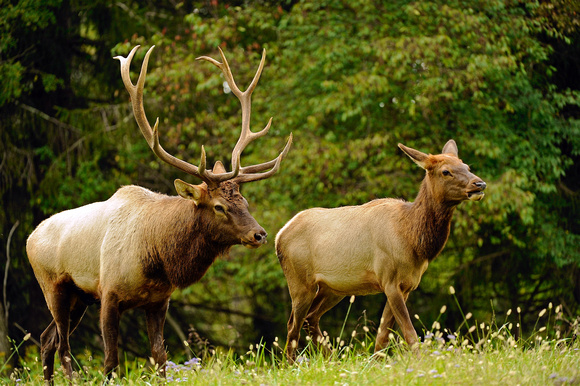 WV Wildlife Center Elk