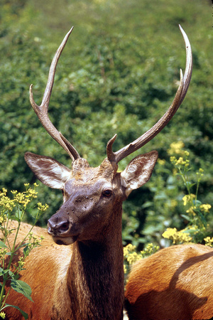 Elk-sjs02
