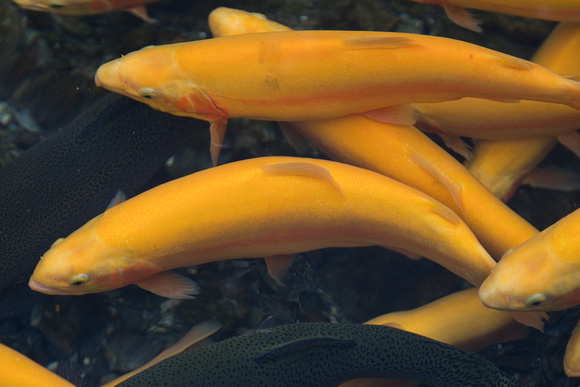 GoldenTrout_jc-31