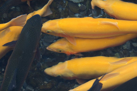 GoldenTrout_jc-32