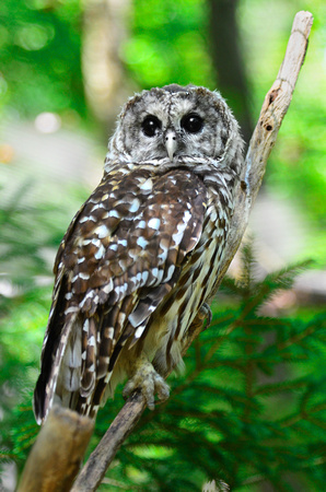 White Barred Owl