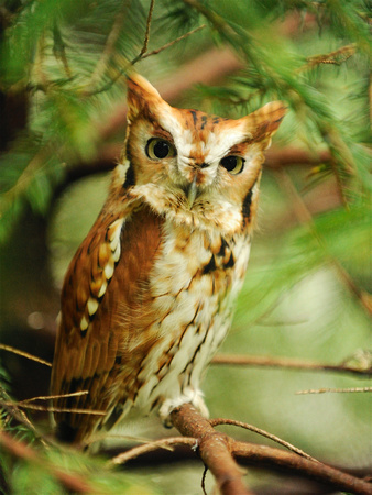Screech Owl Red