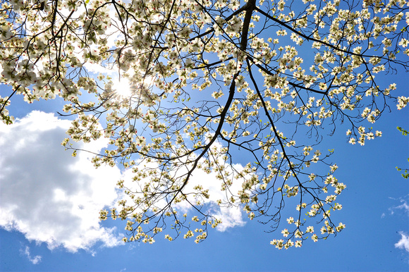 Dogwoods at the Capitol complex