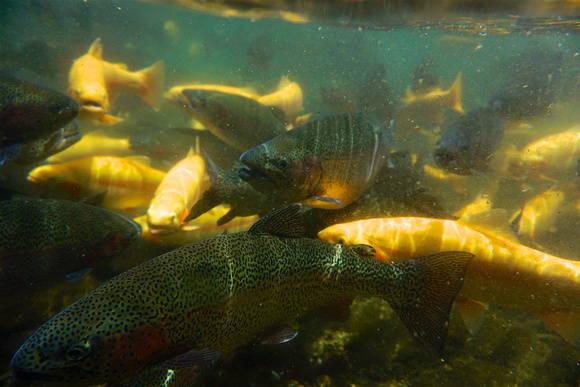 Rainbow and Golden Rainbow Trout