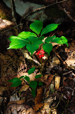 WVDOF-Ginseng-1