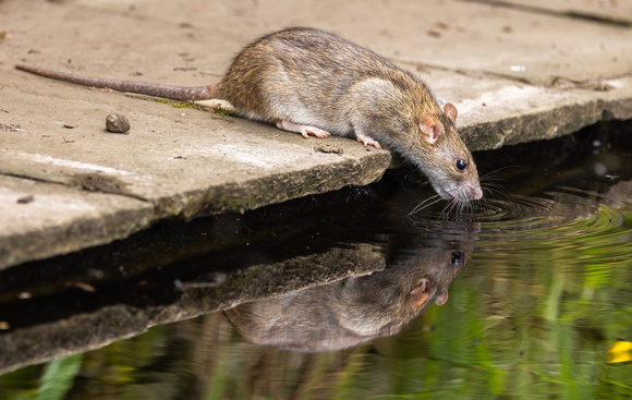 Norway_Rat_906600625